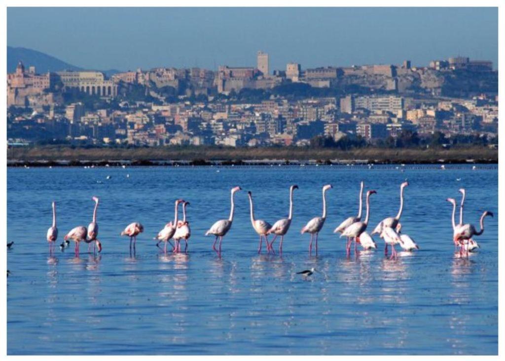 Apartmán Casa Andrea A 1,5 Km Dal Mare! Quartu SantʼElena Exteriér fotografie